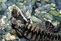 lezard 2